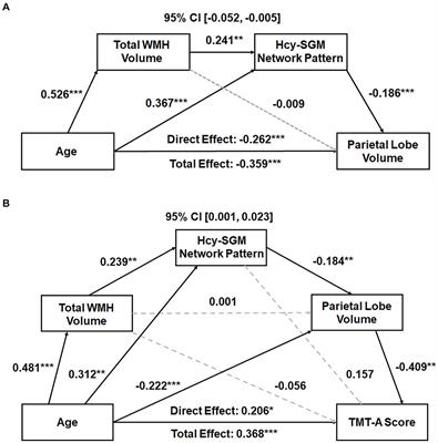 Cortical lobar volume reductions associated with homocysteine-related subcortical brain atrophy and poorer cognition in healthy aging